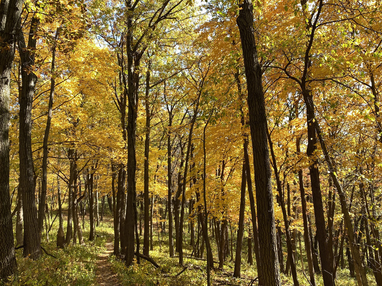 On a hike at Great River Bluffs State Park